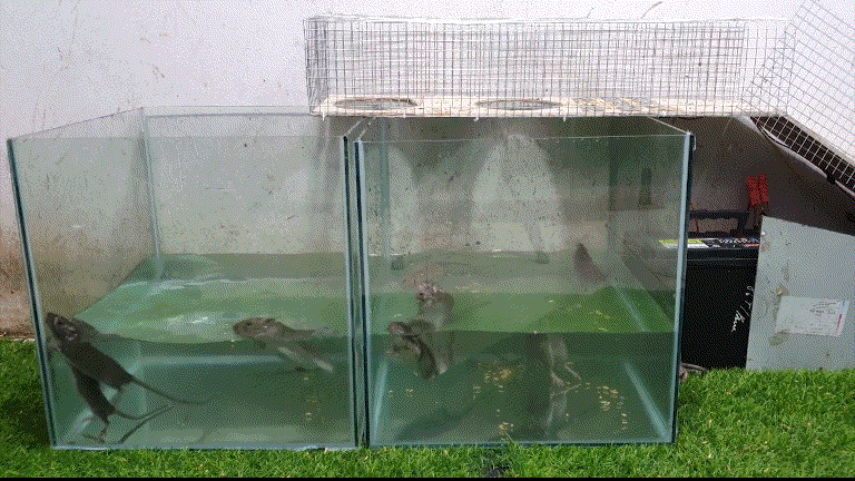 老鼠的12伏特电击惊魂